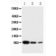 PF4 Antibody