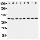 PGK1 Antibody