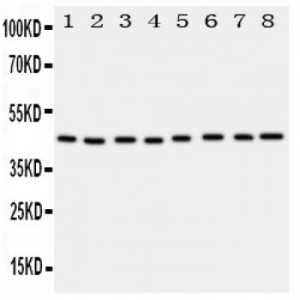 PGK1 Antibody