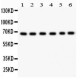 PKC iota  Antibody