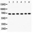 PKC iota  Antibody