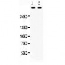 Plectin  Antibody