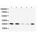 Pleiotrophin Antibody