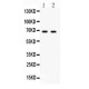 PLK1  Antibody