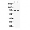 PLK1  Antibody