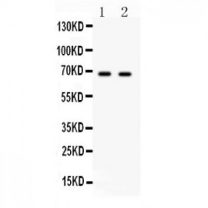 PLK1  Antibody