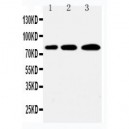 PLK2 Antibody