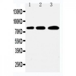 PLK2 Antibody