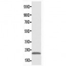 PMVK Antibody