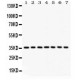 PP2A-alpha  Antibody