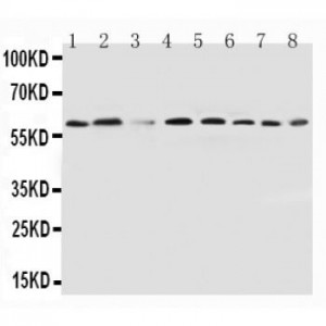 PPAR alpha Antibody