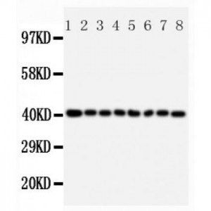 PPID Antibody