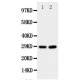 Prion protein PrP Antibody