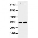 Prion protein PrP Antibody