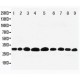 Prohibitin Antibody