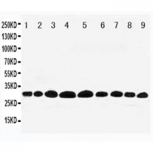 Prohibitin Antibody