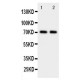 Prolactin Receptor Antibody