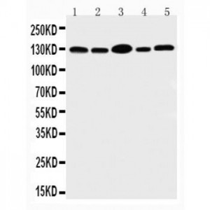 PROM1 Antibody