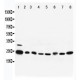 Rab5 Antibody