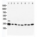 Rab5 Antibody