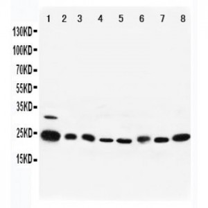 Rab5 Antibody