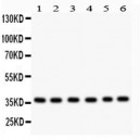 Rad51  Antibody