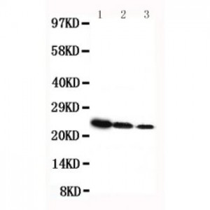 rat Growth Hormone Antibody