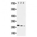 rat IL10 Antibody