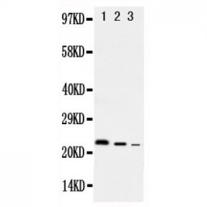 rat IL10 Antibody