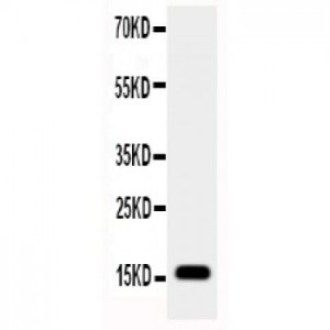 RBP2 Antibody