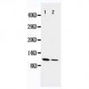 Resistin Antibody