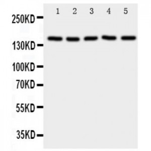 RFC1 Antibody