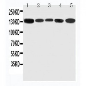 RGS3 Antibody