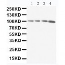 RIAM Antibody