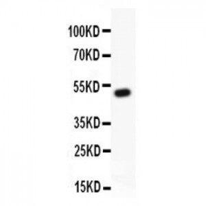 RUNX1/AML1  Antibody