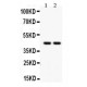 RUNX3  Antibody