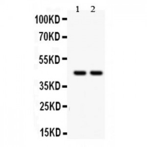 RUNX3  Antibody