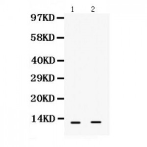 S100 alpha 6  Antibody