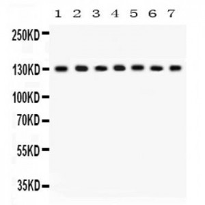 SAP97  Antibody