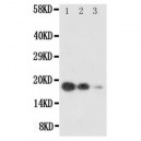 SCF Antibody