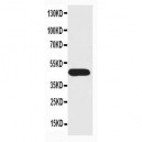 SCYL1BP1 Antibody