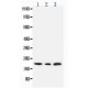 SDHC Antibody