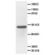 Secretogranin 3 Antibody