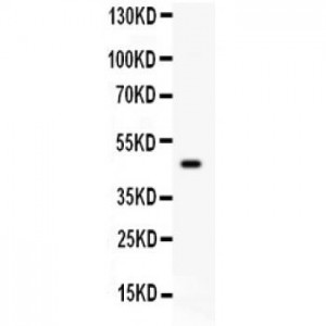 SerpinB2  Antibody