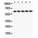 SHC  Antibody