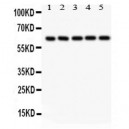 SHC  Antibody