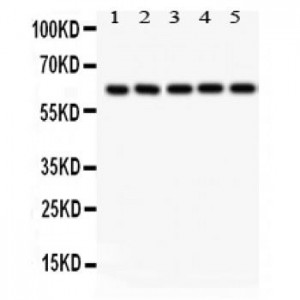 SHC  Antibody