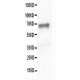 SHP2 Antibody