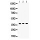 SIRT6  Antibody