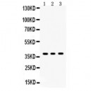 SIRT6  Antibody